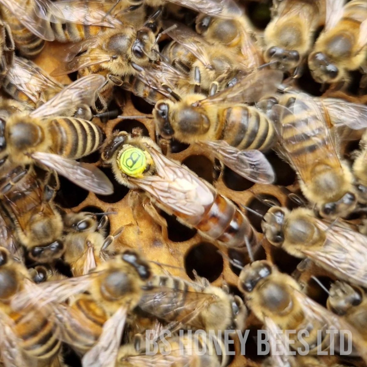 Why Choose an F1 Buckfast Bee Breeder in the UK? (2026 Guide)